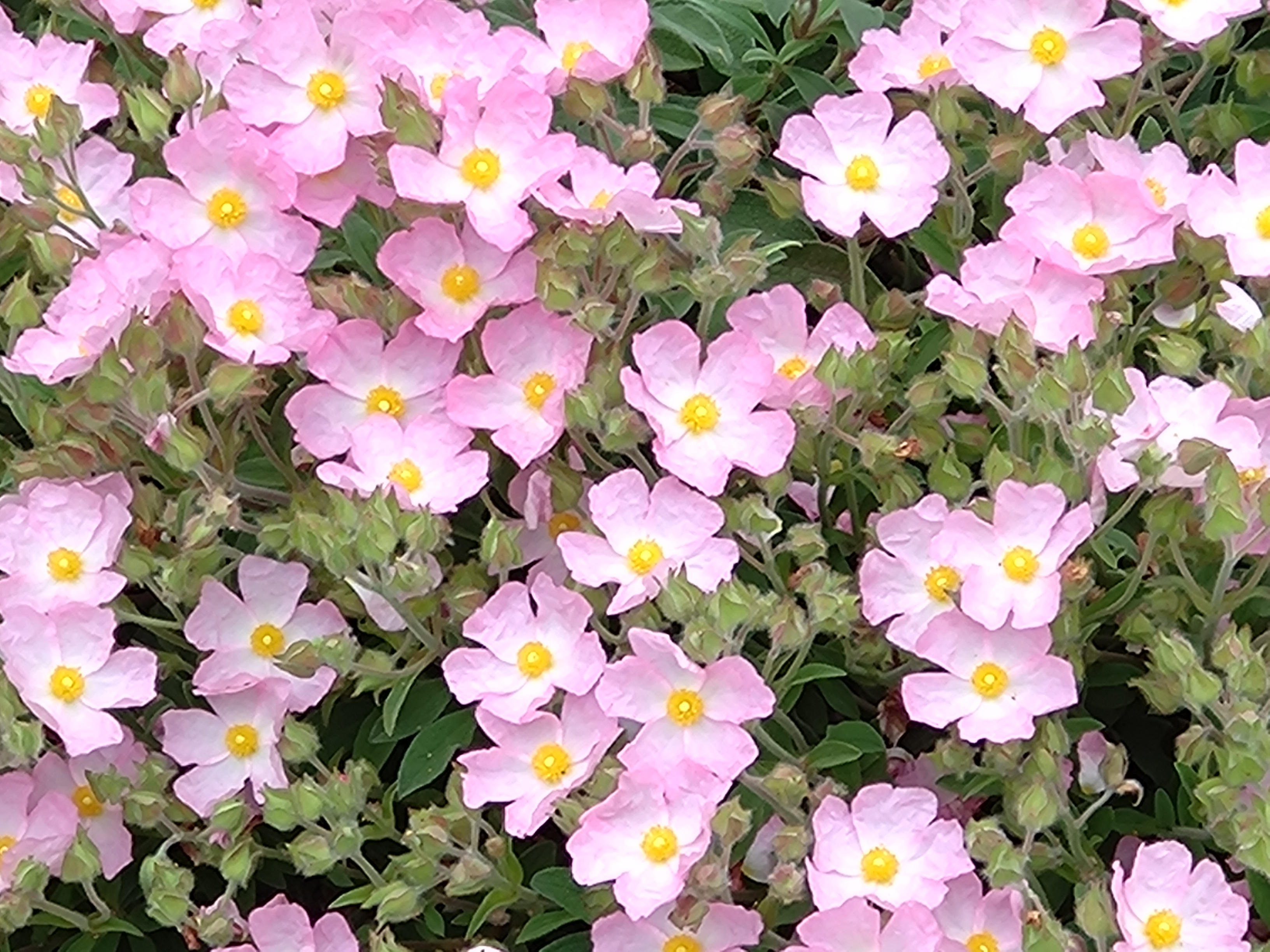 Passion Vivaces Cistus ciste arbustif 1L résistant sécheresse
