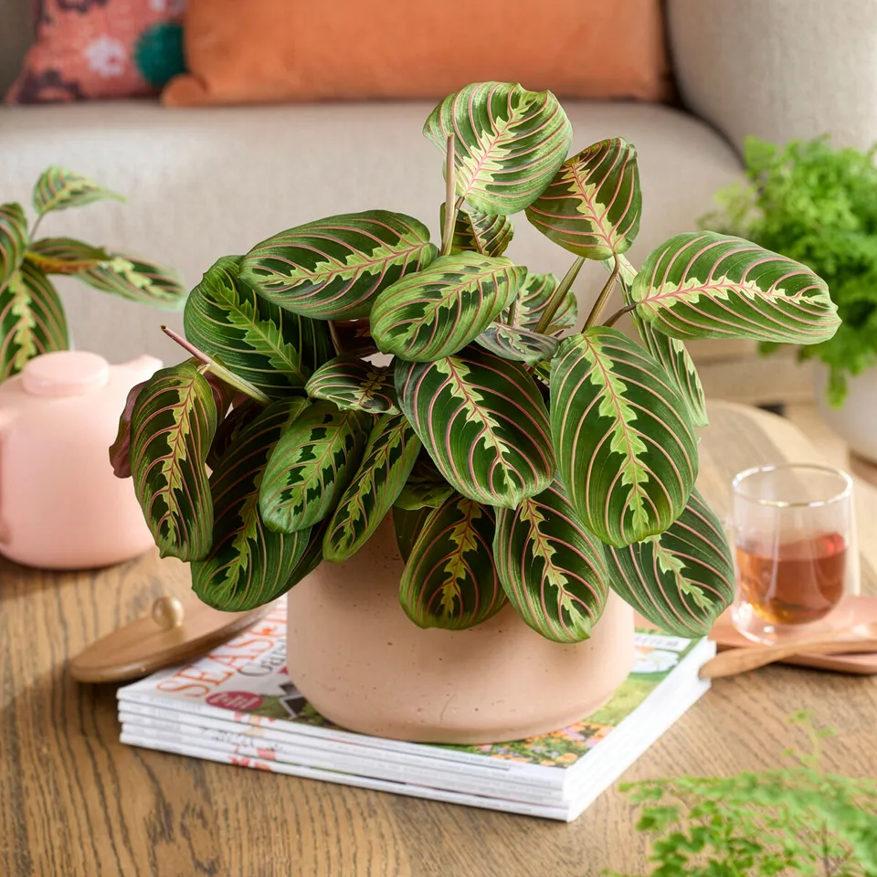 Bakker Plantes d'intérieur Maranta leuconeura fascinator pot 12cm
