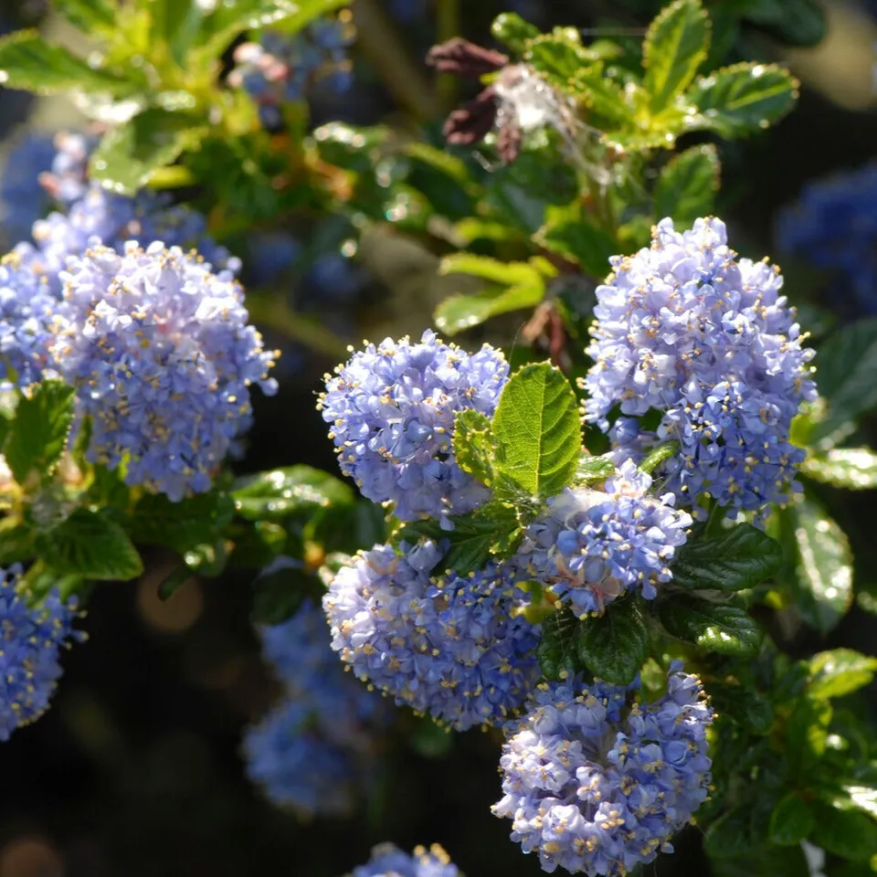 Bakker Céanothe Blue Mound arbuste tige 3L