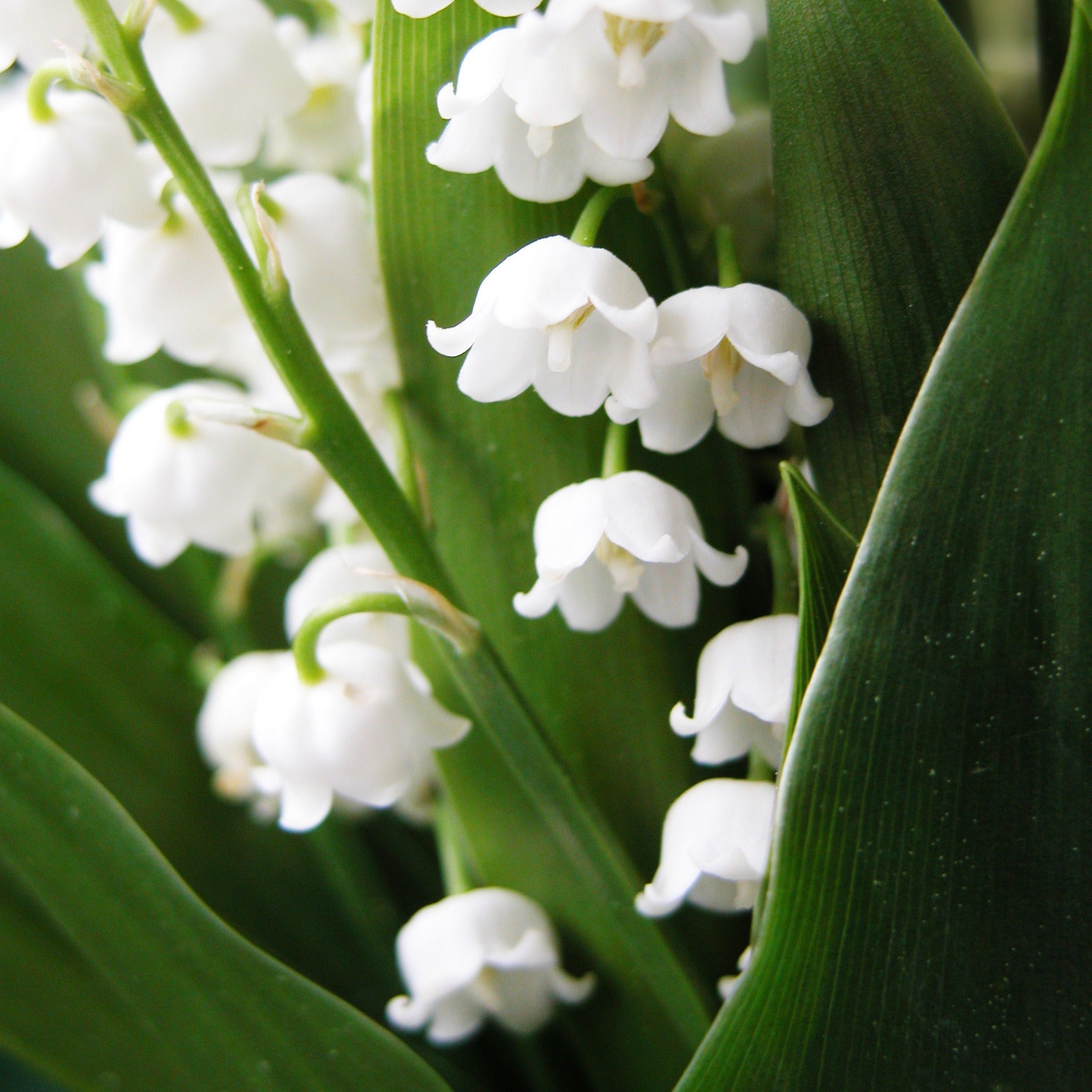 Bakker Muguet blanc parfumé paquet 15 griffes ombre