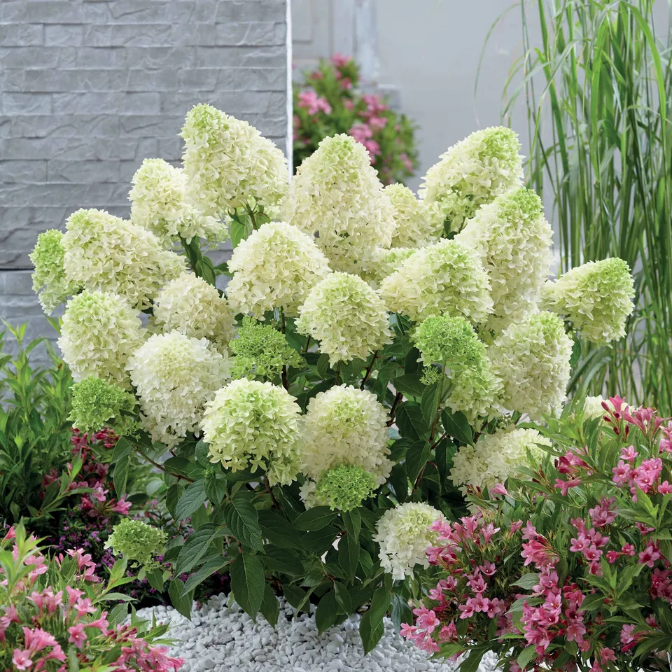 Bakker Skyfall hortensia paniculata pot 1,2L fleurs blanches