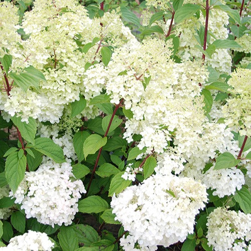 Bakker Hortensia paniculé Diamantino pot 3L blanc rose