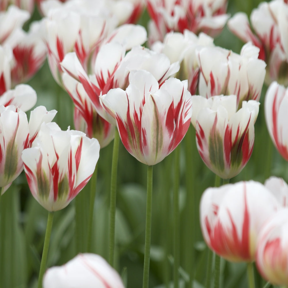 Bakker Tulipes Viridiflora Flaming Spring Green bulbes 7