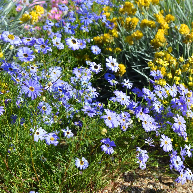 Bakker Brachycome bleu fleur bordure pot 10,5cm