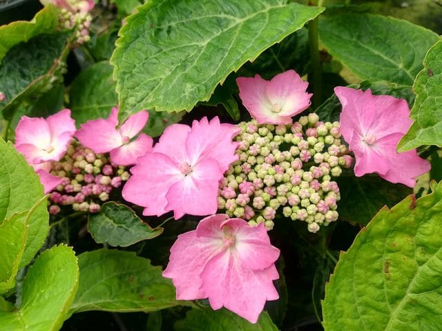 Les Hortensias du Haut Bois Diskus rose hortensia fleurs plates