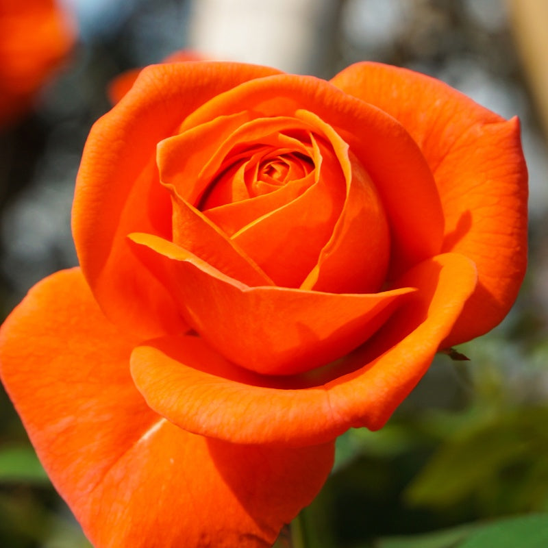 Bakker Rosier buisson orange racine nue 2+ branches