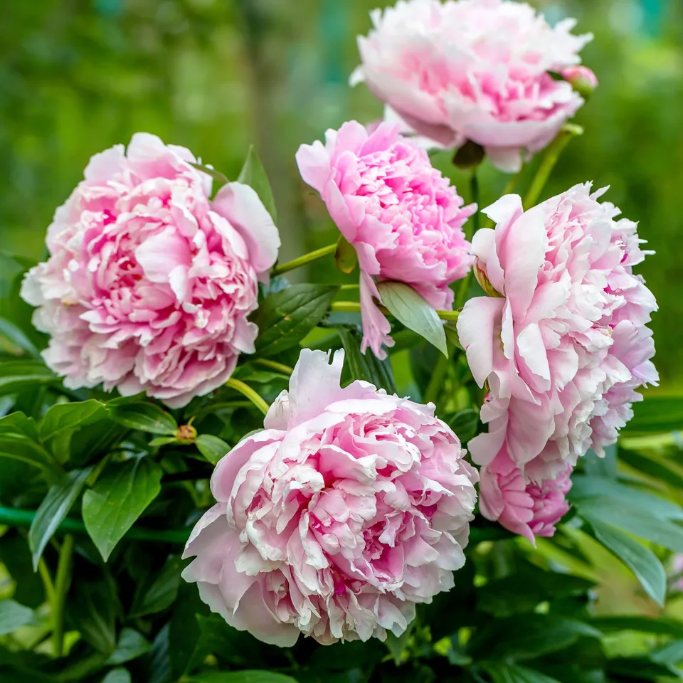 Bakker Plantes vivaces Pivoine Sarah Bernhardt vivace pot Ø11cm rose