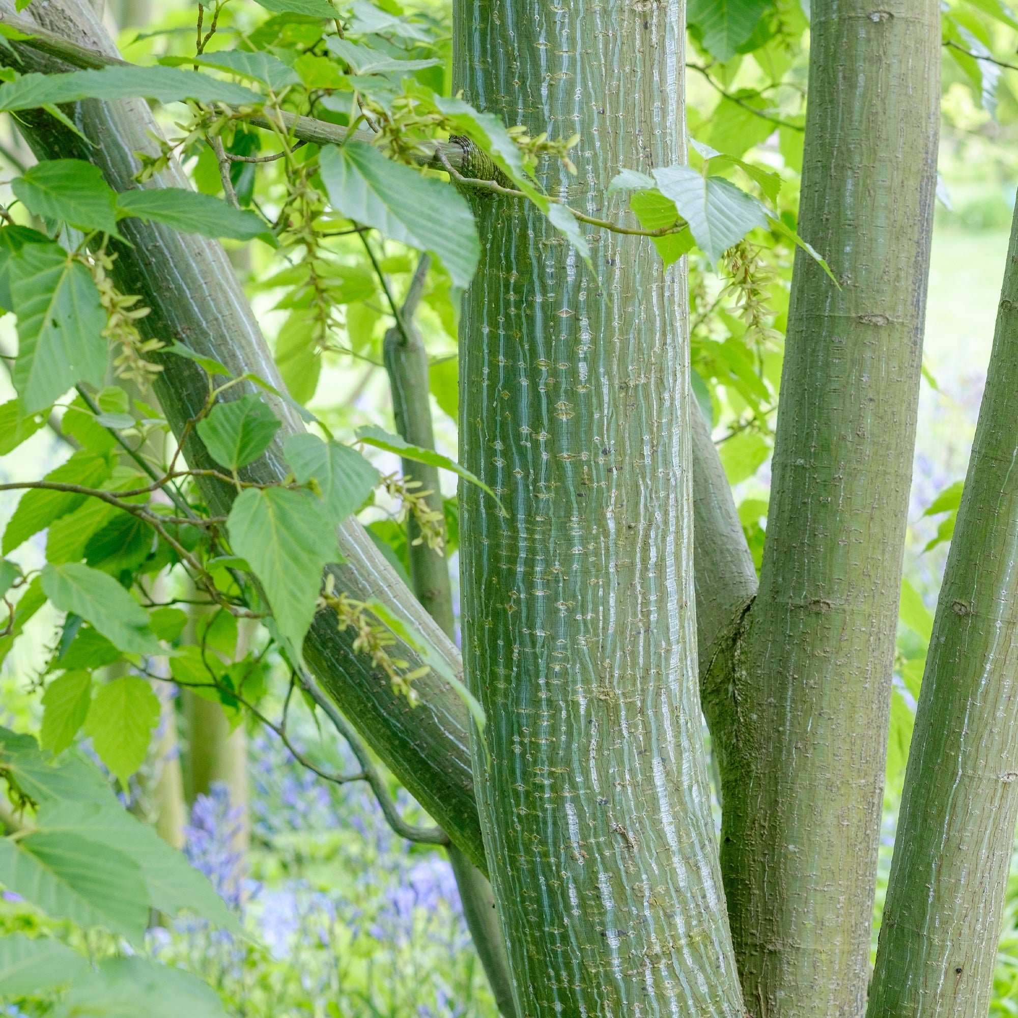 Bakker Érable du père David arbre pot 60-70cm