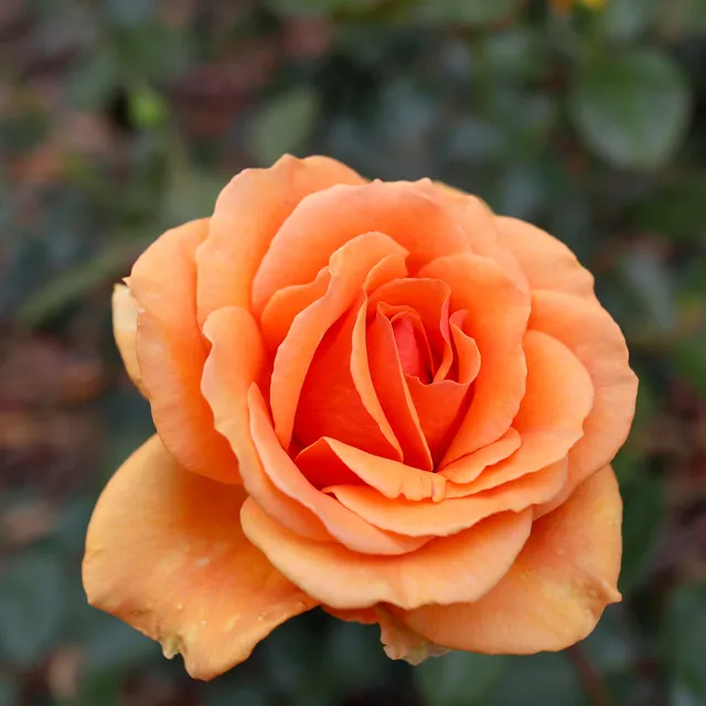 Bakker Rosier buisson Whisky racine nue orange parfumé