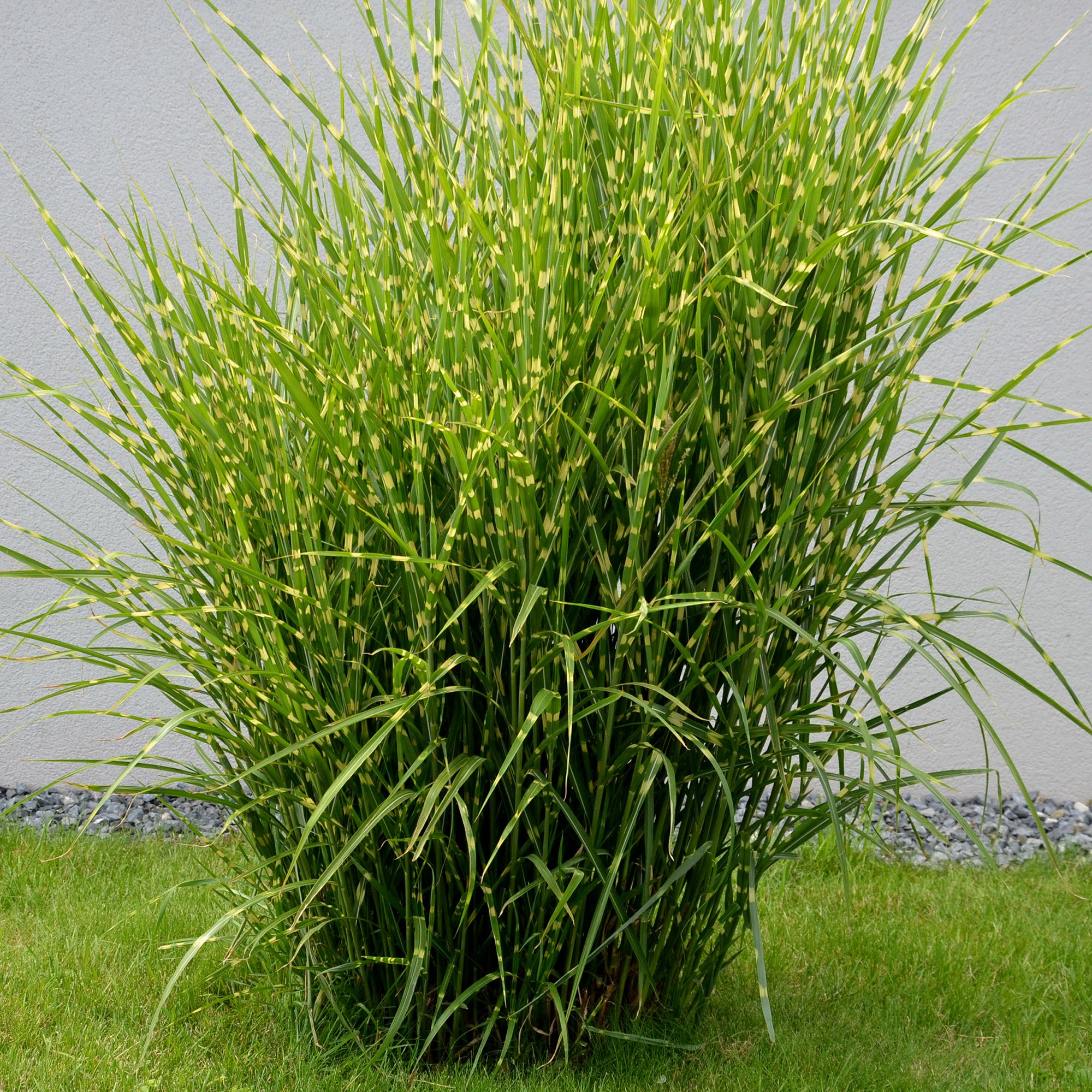 Bakker Eulalie Strictus graminée zébrée pot Ø 9cm