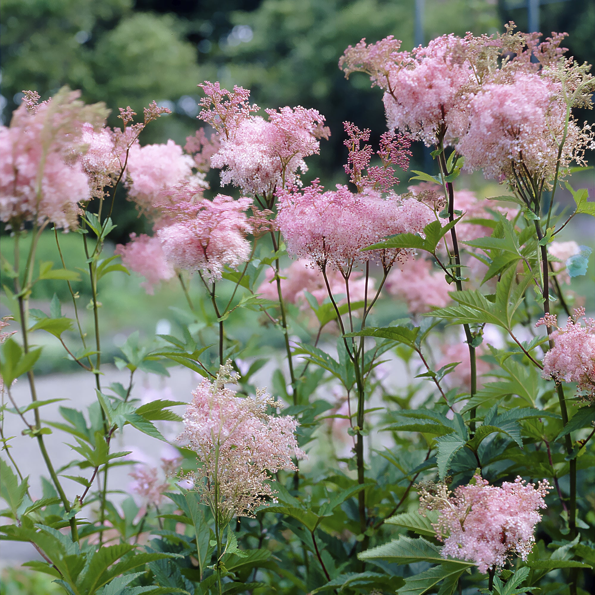 Bakker Plantes vivaces Filipendule Elegans vivace 3 racines rose