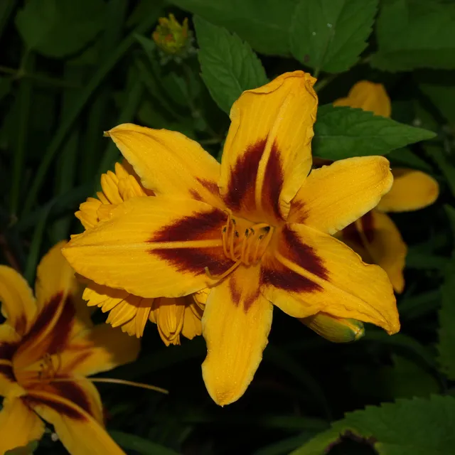 Passion Vivaces Hémérocallis Bonanza plante vivace pot 1 L jaune