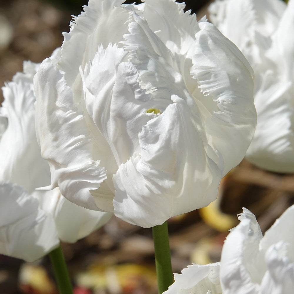 Bakker White Parrot tulipe perroquet blanche 7 bulbes 12cm