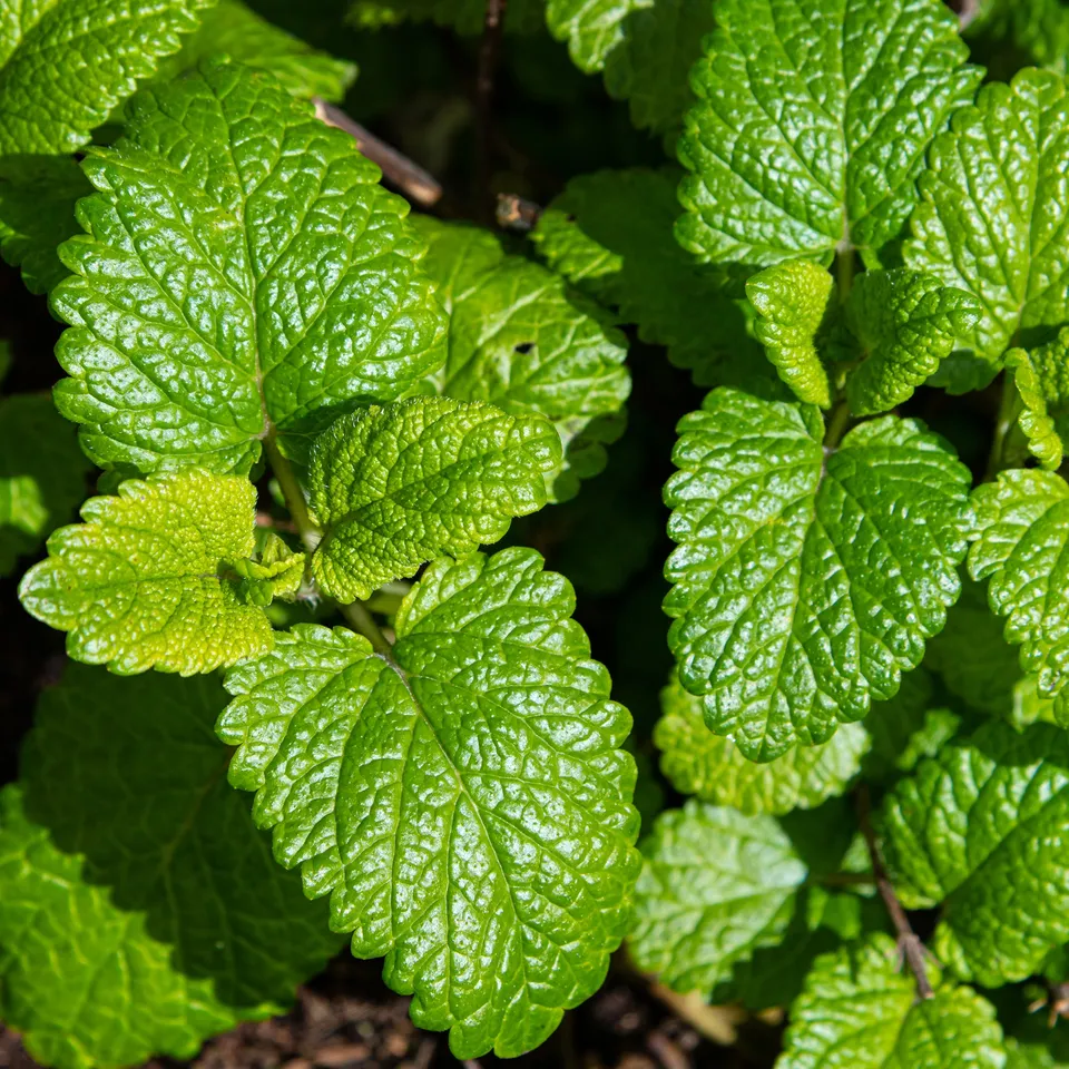 Bakker Mélisse citronnelle Bio graines sachet 0,3g citron