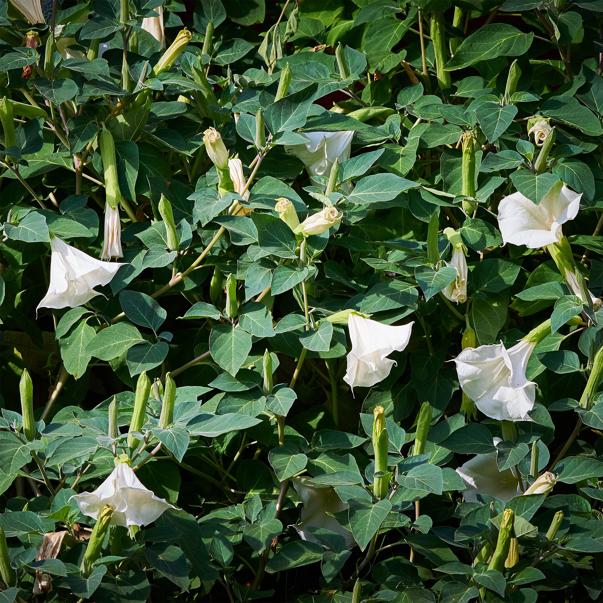 Bakker Brugmansia blanc trompette des anges pot Ø 9cm
