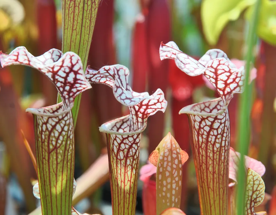 Carniflore Sarracenia 'Colin Clayton' plante carnivore 1 point