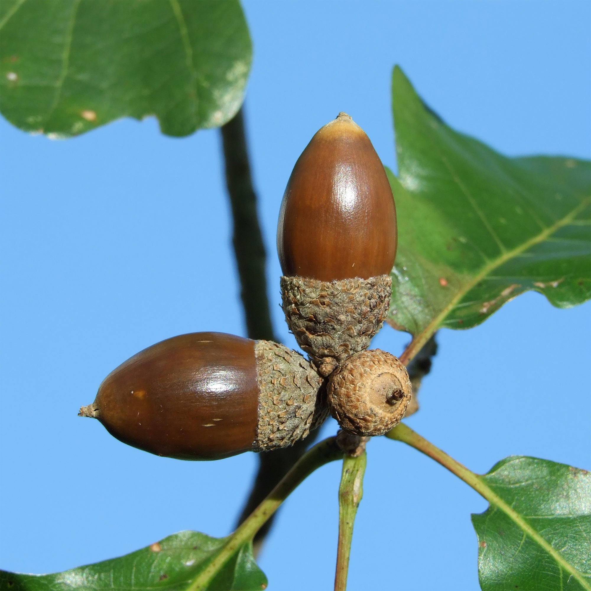 Bakker Chêne rouvre Quercus petraea arbre pot Ø11cm résistant sec