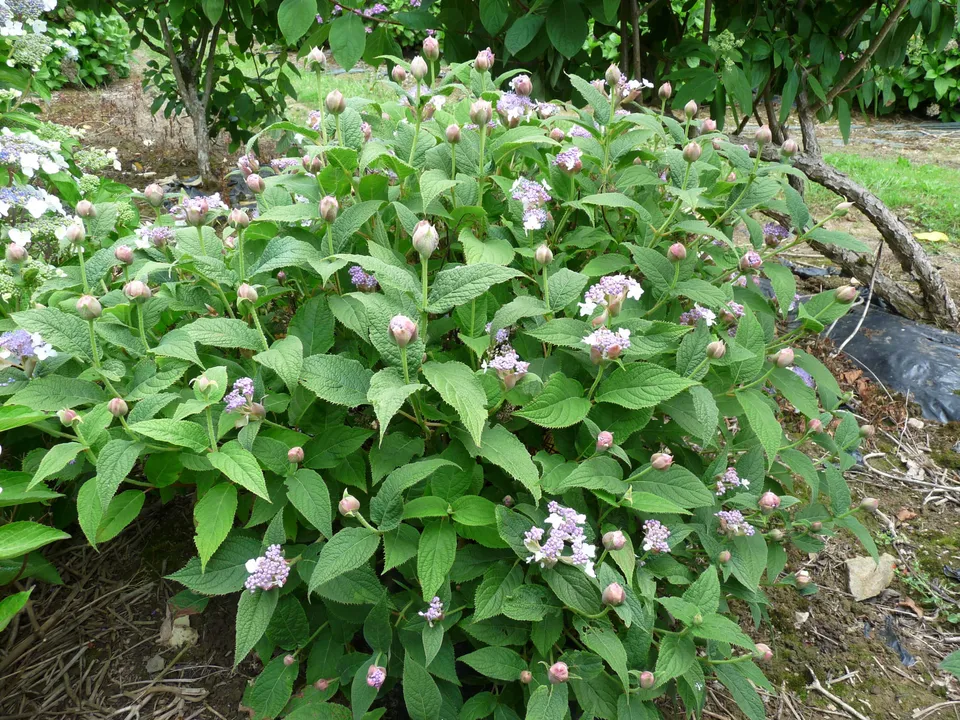 Les Hortensias du Haut Bois Hydrangea involucrata hortensia mi-ombre