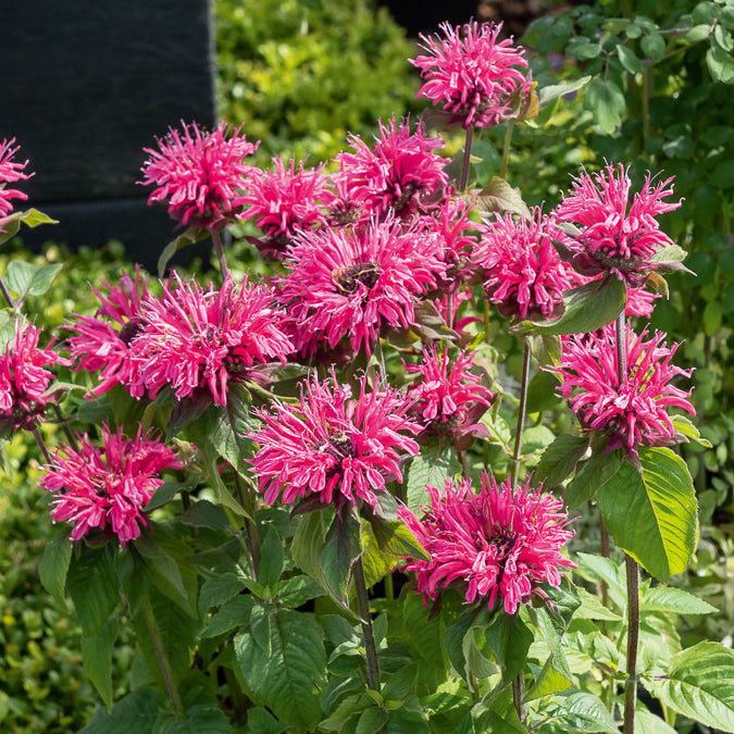Bakker Monarde Pink Lace vivace pot Ø 9cm rose