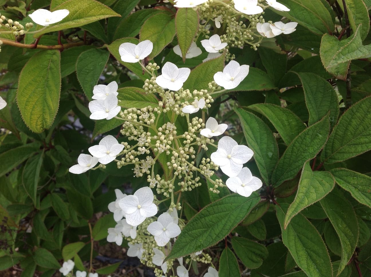 Les Hortensias du Haut Bois Hydrangea heteromalla Jermyn’s lace hortensia blanc