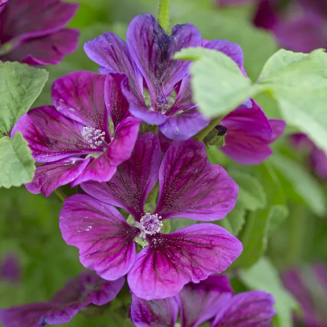 Bakker Mauve géante plante vivace pot 9cm violette