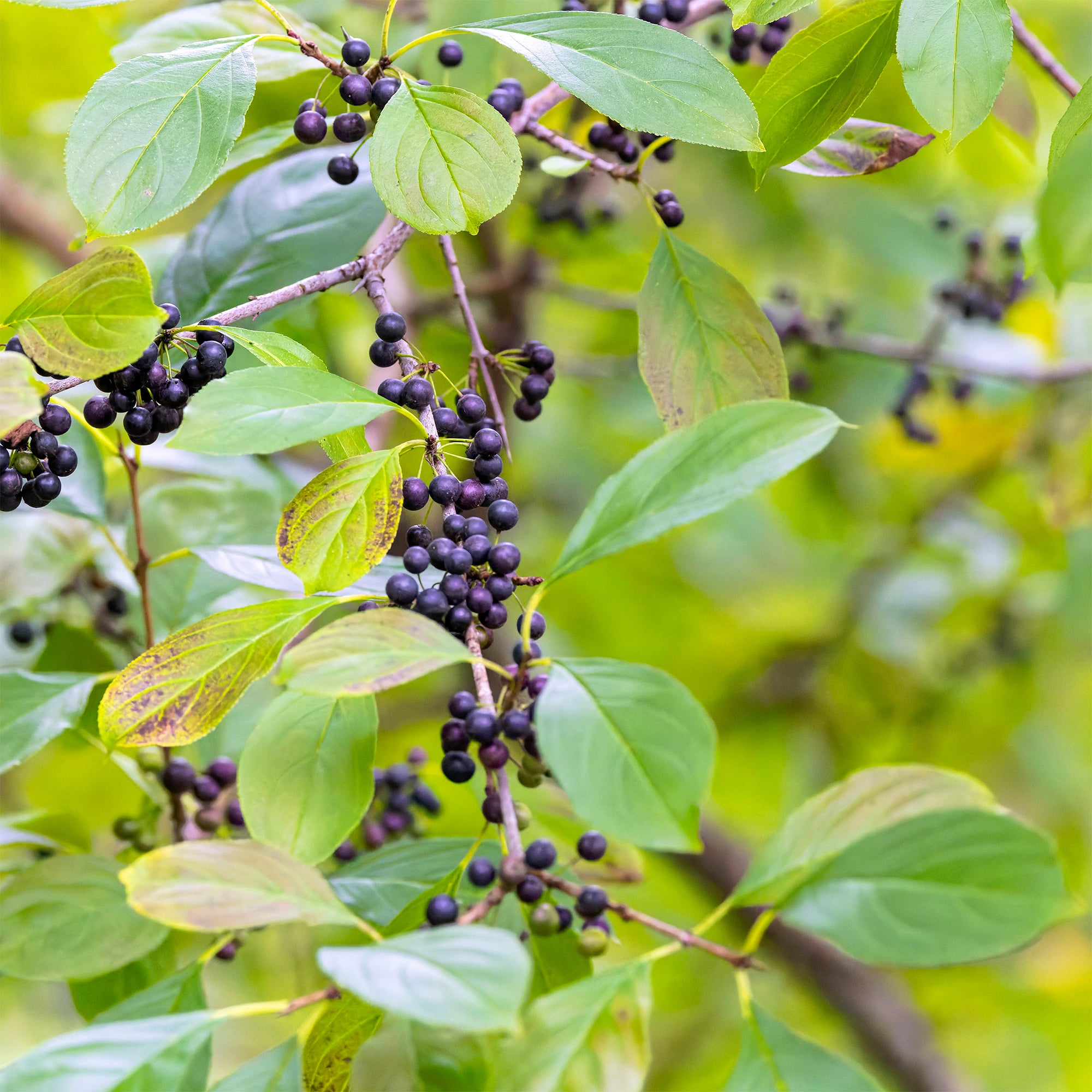 Bakker Nerprun purgatif Rhamnus arbuste pot 2L 40-50cm