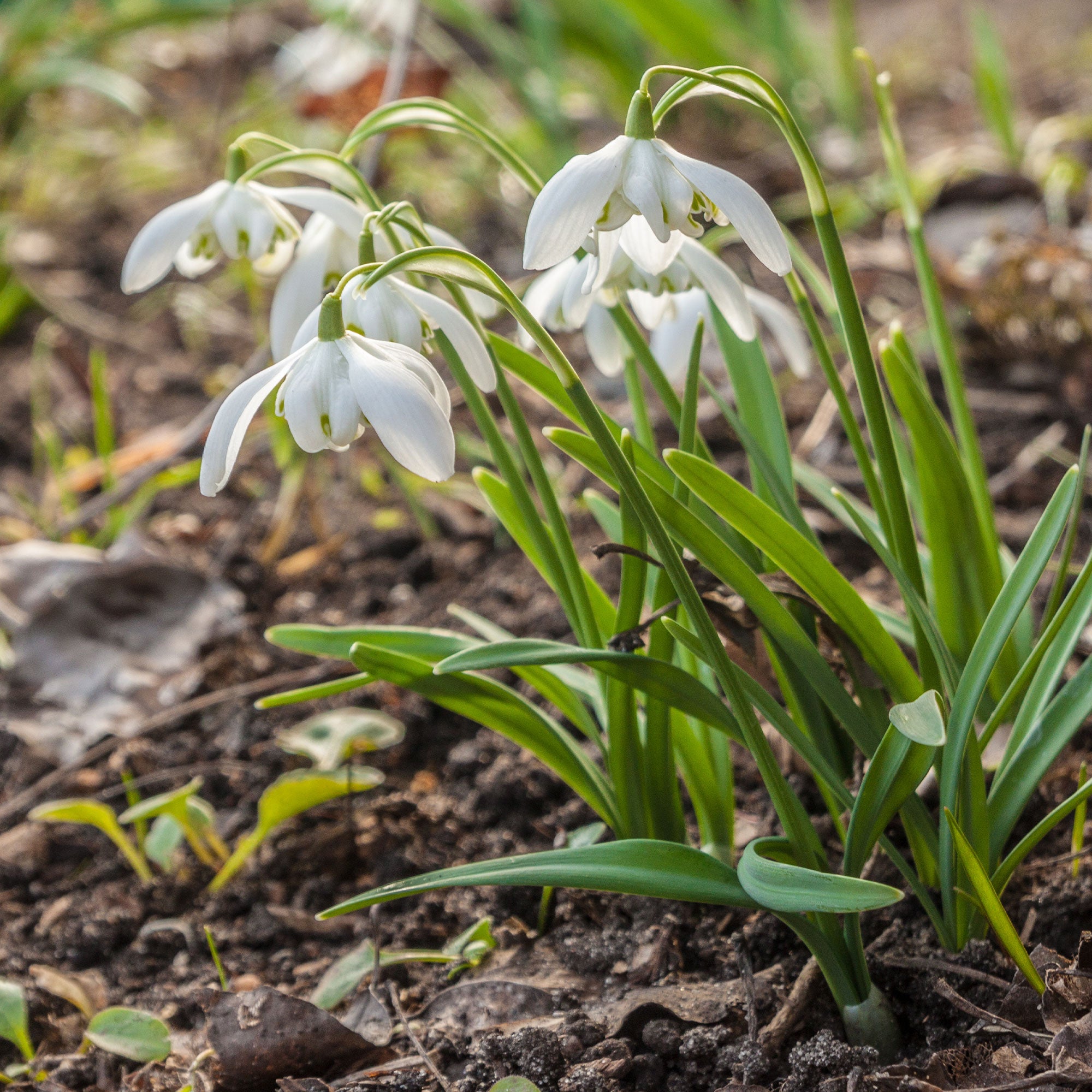 Bakker Bulbes à fleurs 10 Perce-neige double bulbes blanc