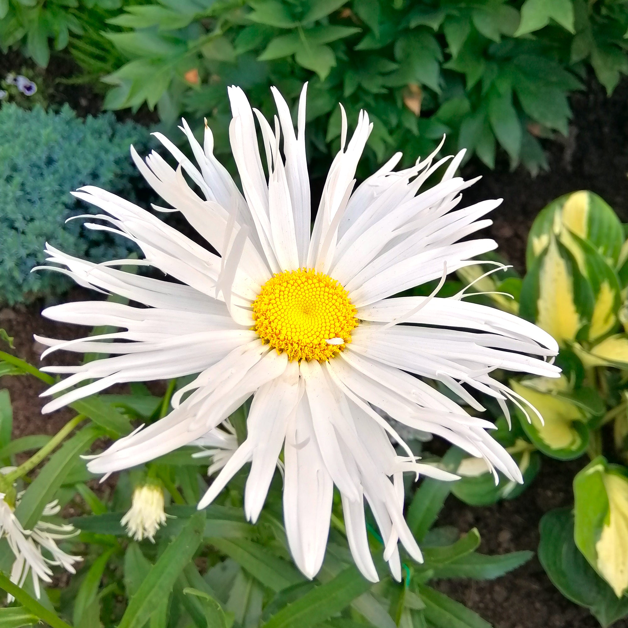 Bakker Old Court marguerite blanche 3 racines nues