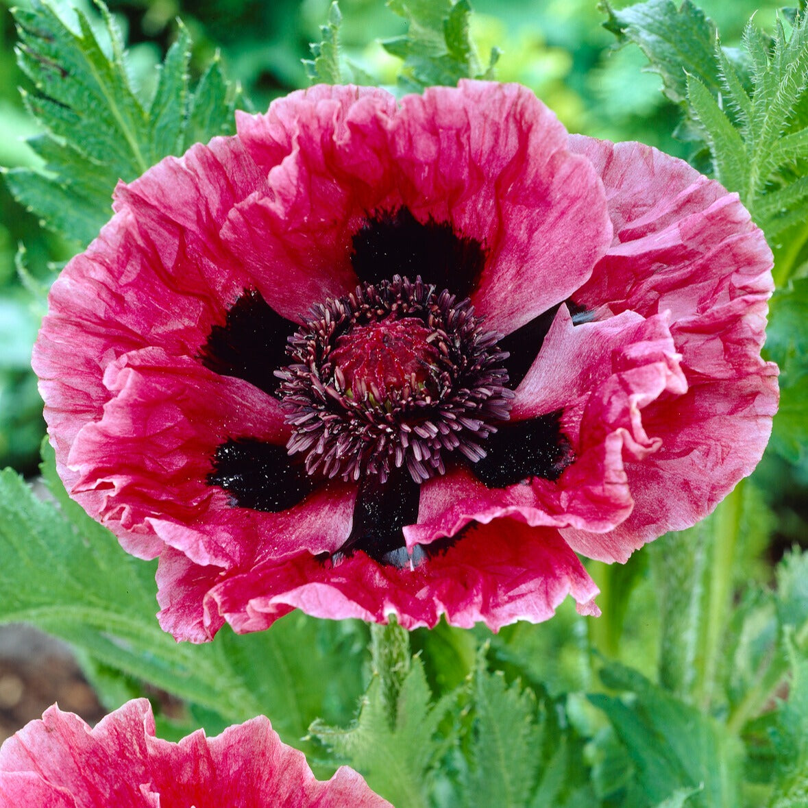 Bakker Pavots Orient Manhattan fuchsia 3 racines nues
