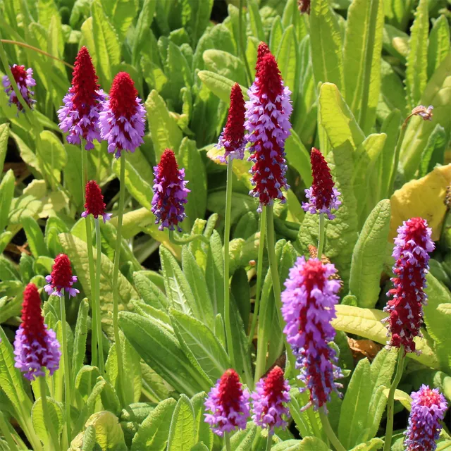 Bakker Primula vialii primevère des marais pot Ø 9cm violet