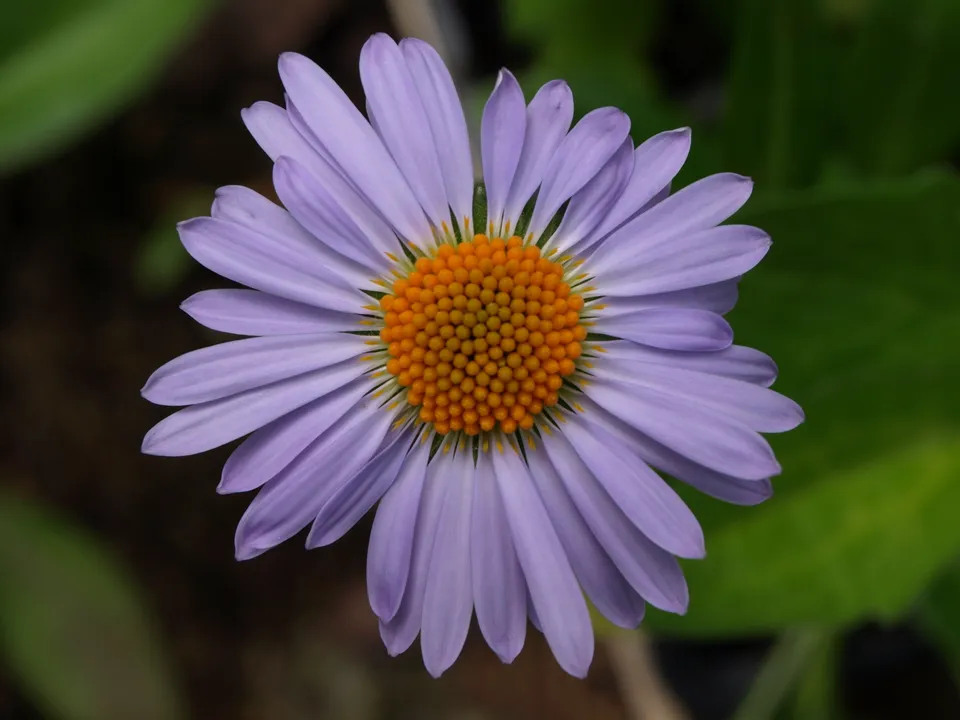 Passion Vivaces Aster tongolensis Wartburgstern plante godet bleu violacé