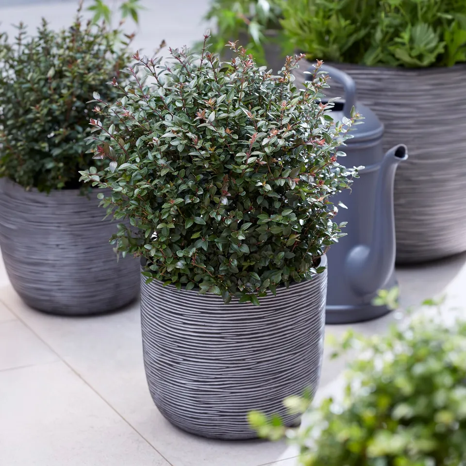 Bakker Chèvrefeuille Purple Storm arbustif persistant pot 4.5L violet