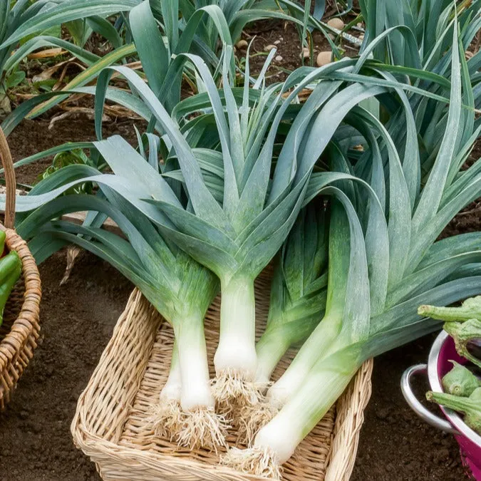 Bakker Potager Poireau Electra sachet 1,5g 525 graines