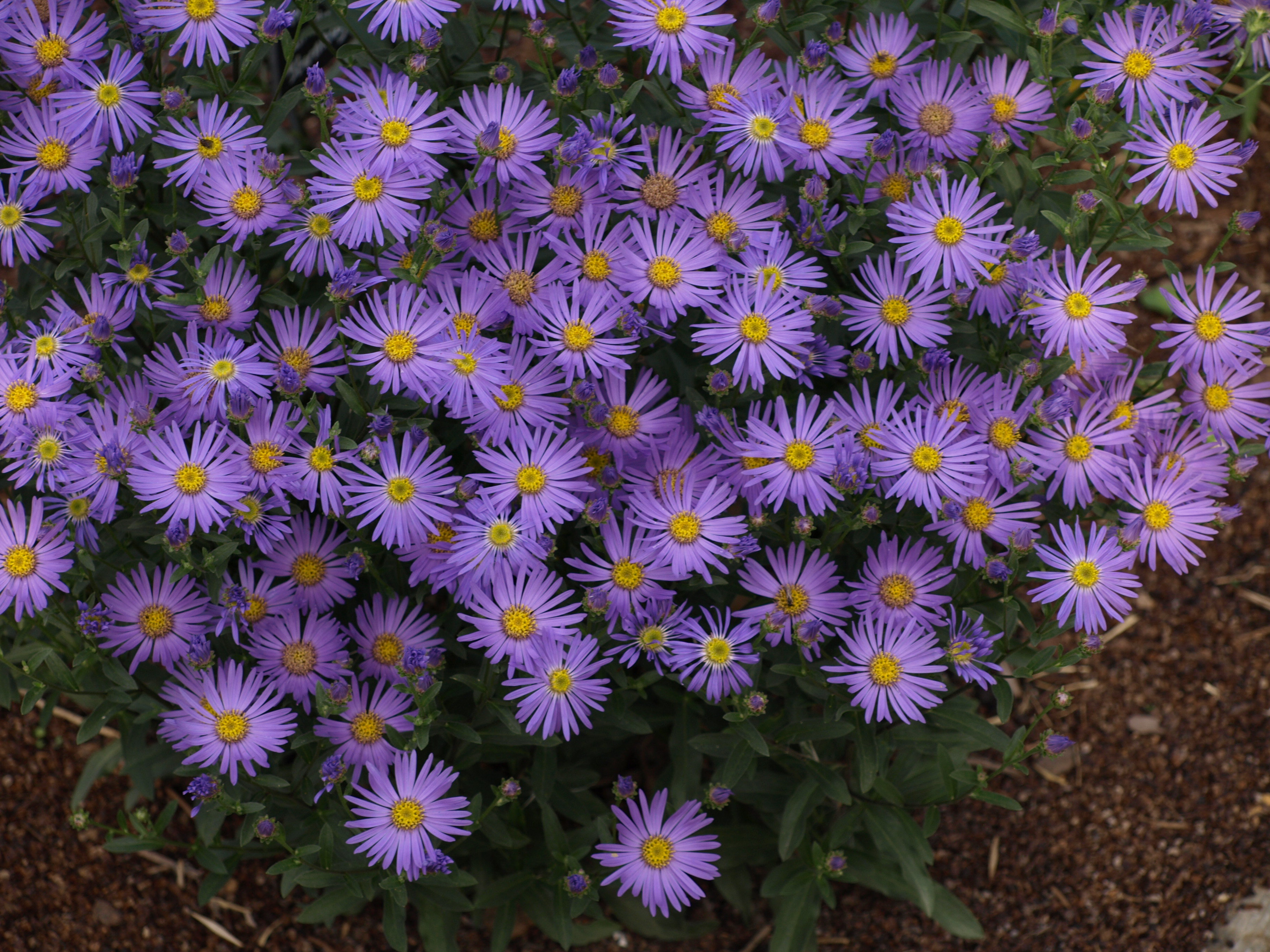 Passion Vivaces Aster amellus Sternkugel aster bleu godet
