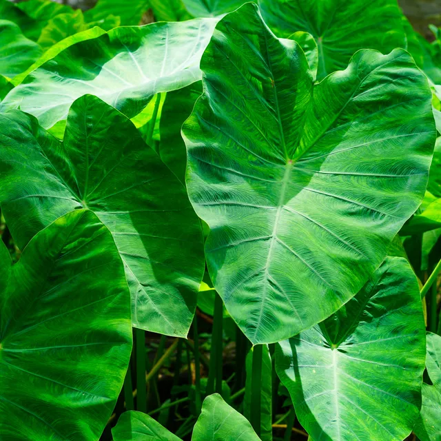 Bakker Plantes de bassin Colocasia esculenta bulbe oreille éléphant