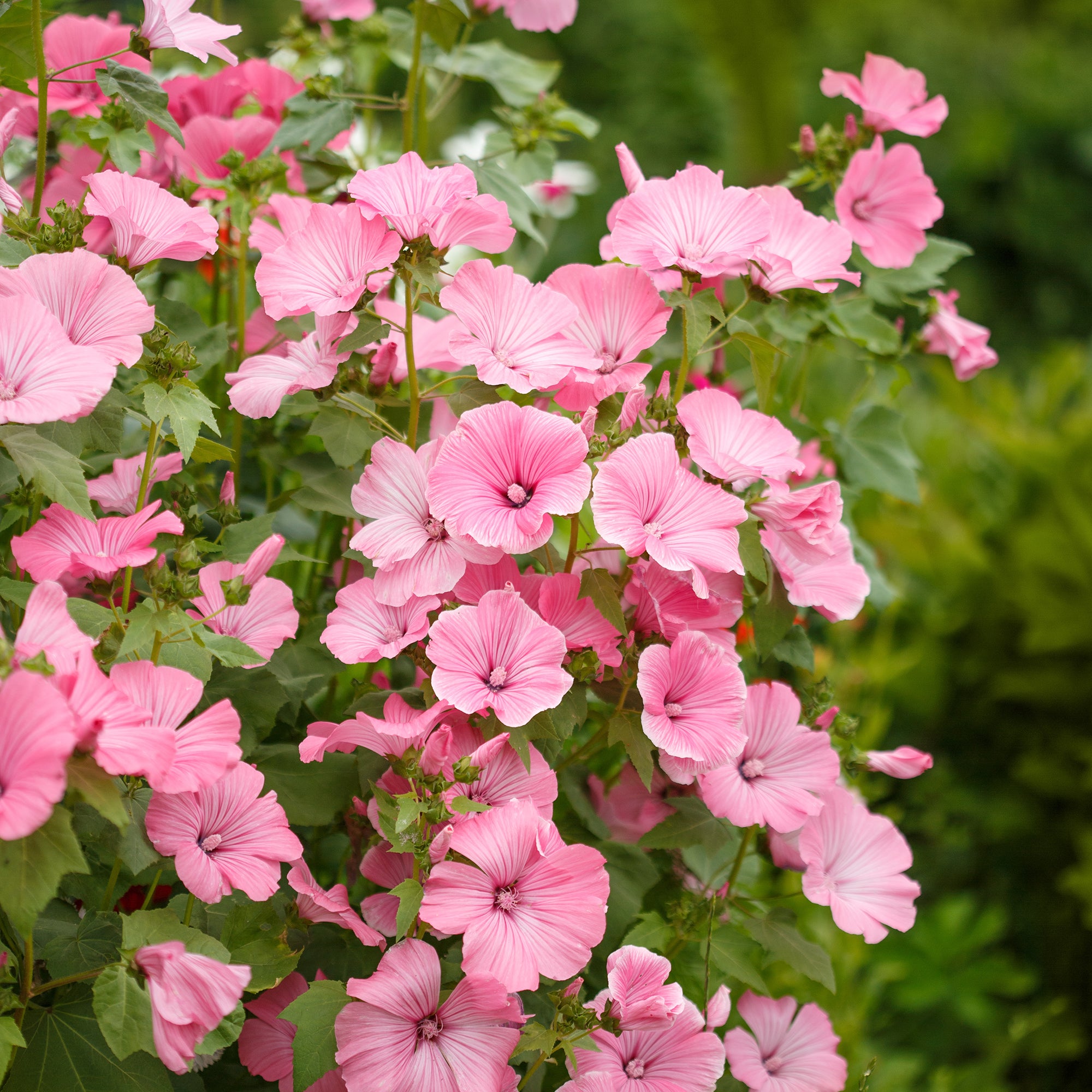 Bakker Lavatère arbuste rose 2 pots Ø 9 cm floraison longue