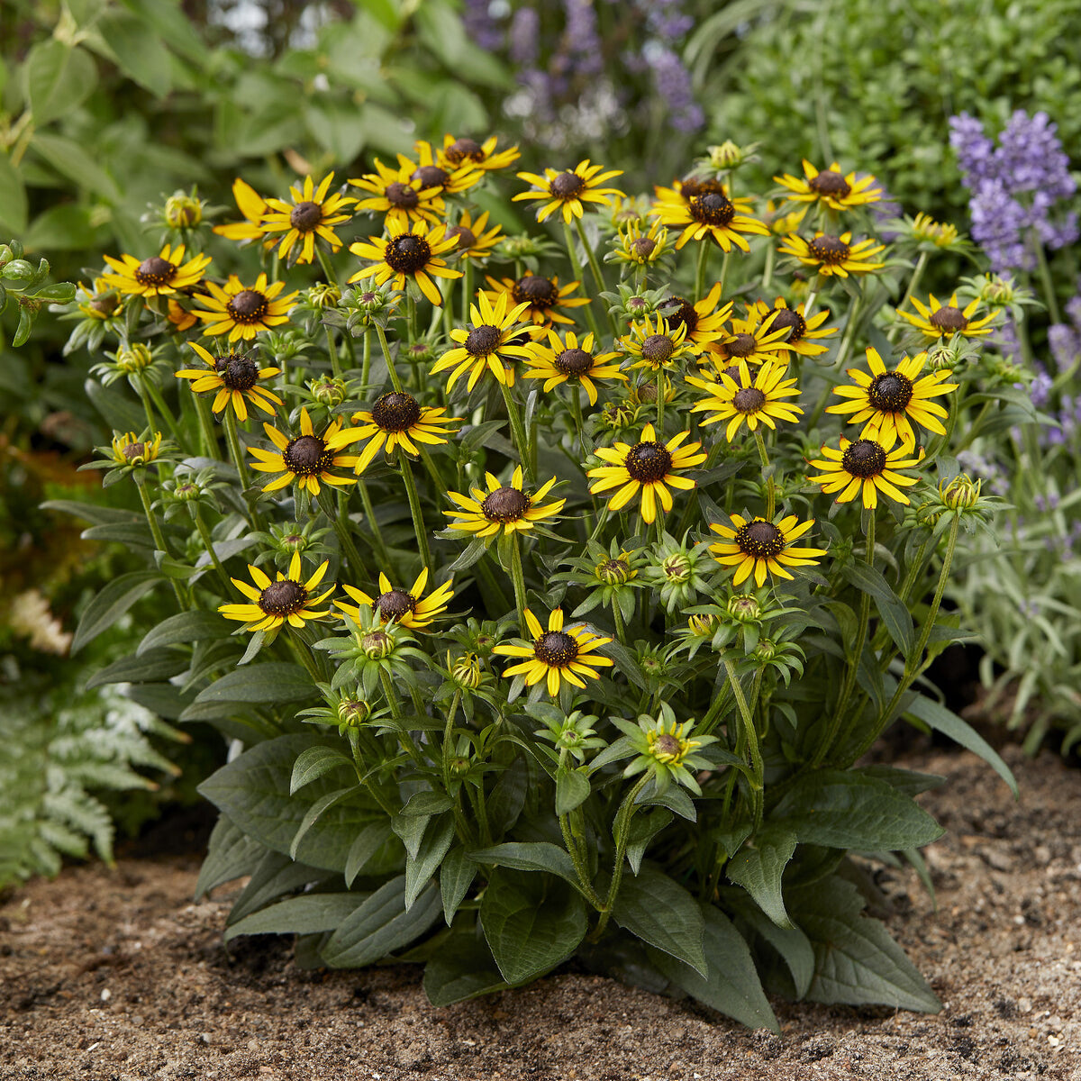 Bakker Rudbeckia Little Goldstar vivace pot 9cm jaune