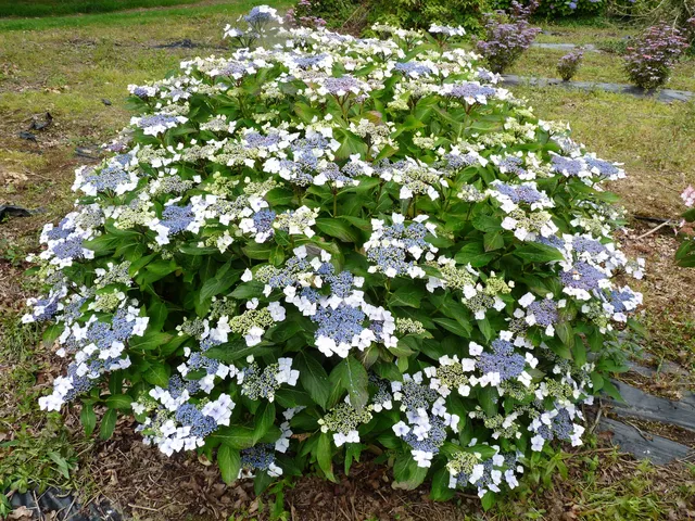 Les Hortensias du Haut Bois Mariesii Grandiflora hortensia plates