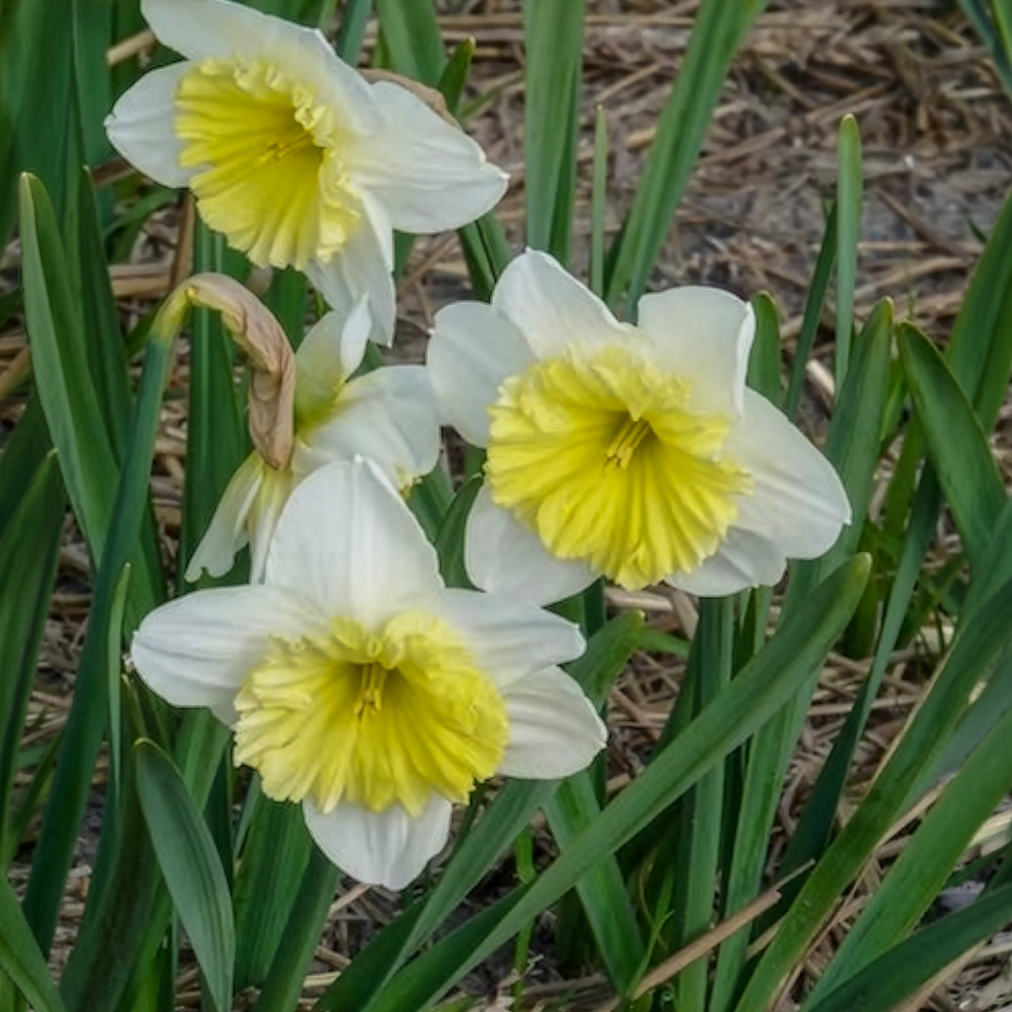 Bakker Narcisses Ice Follies bulbes x5 blanc 14-16cm