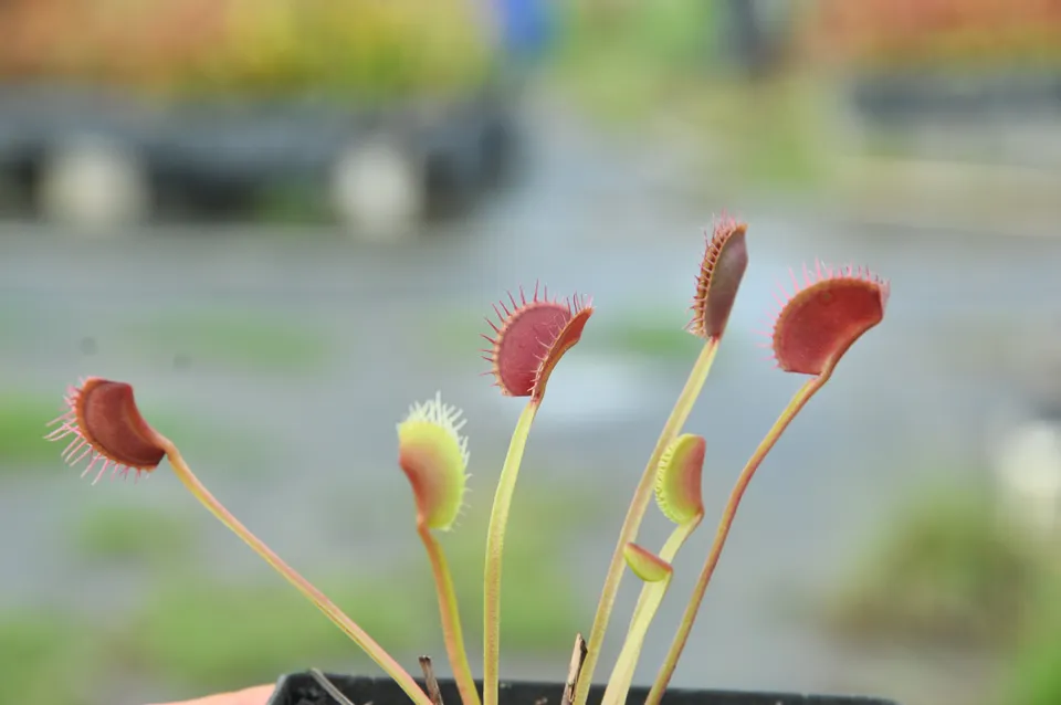 Carniflore Dionée WIP Slim Snapper plante carnivore 9cm