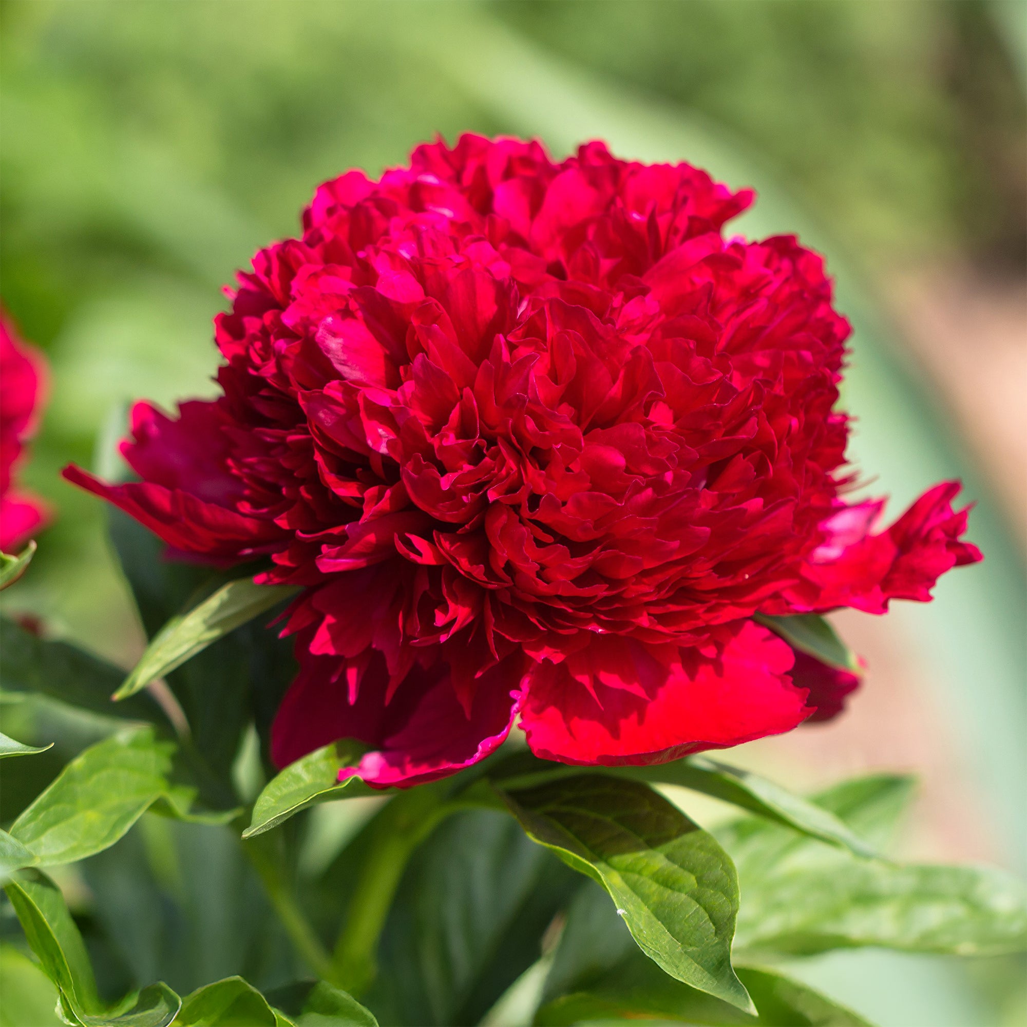 Bakker Pivoine Red Charm vivace racine nue fleurs rouges doubles