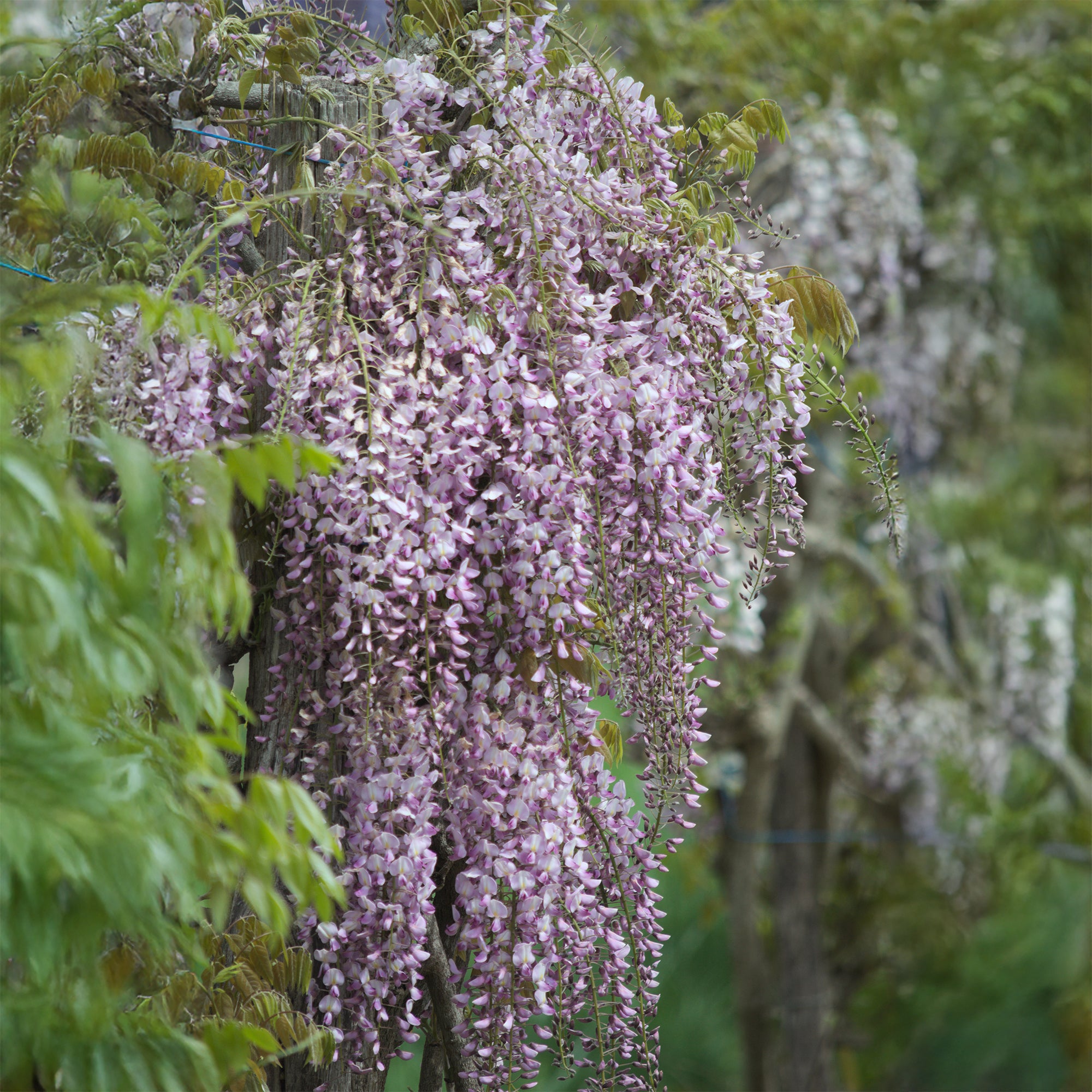 Bakker Glycine Japon Honbeni pot 1,5L rose parfumée