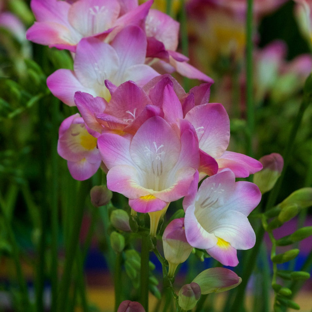 Bakker Freesia simple rose bulbes sachet 15 parfumé