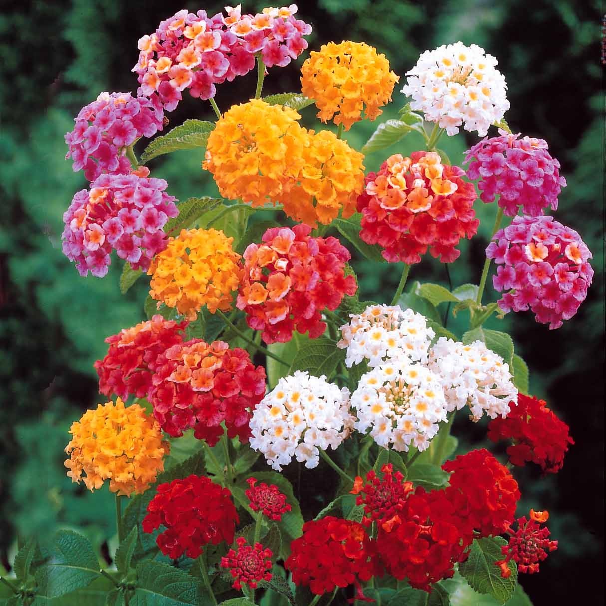Bakker 3 Lantanas en mélange plante terrasse 3 pots Ø10,5cm soleil