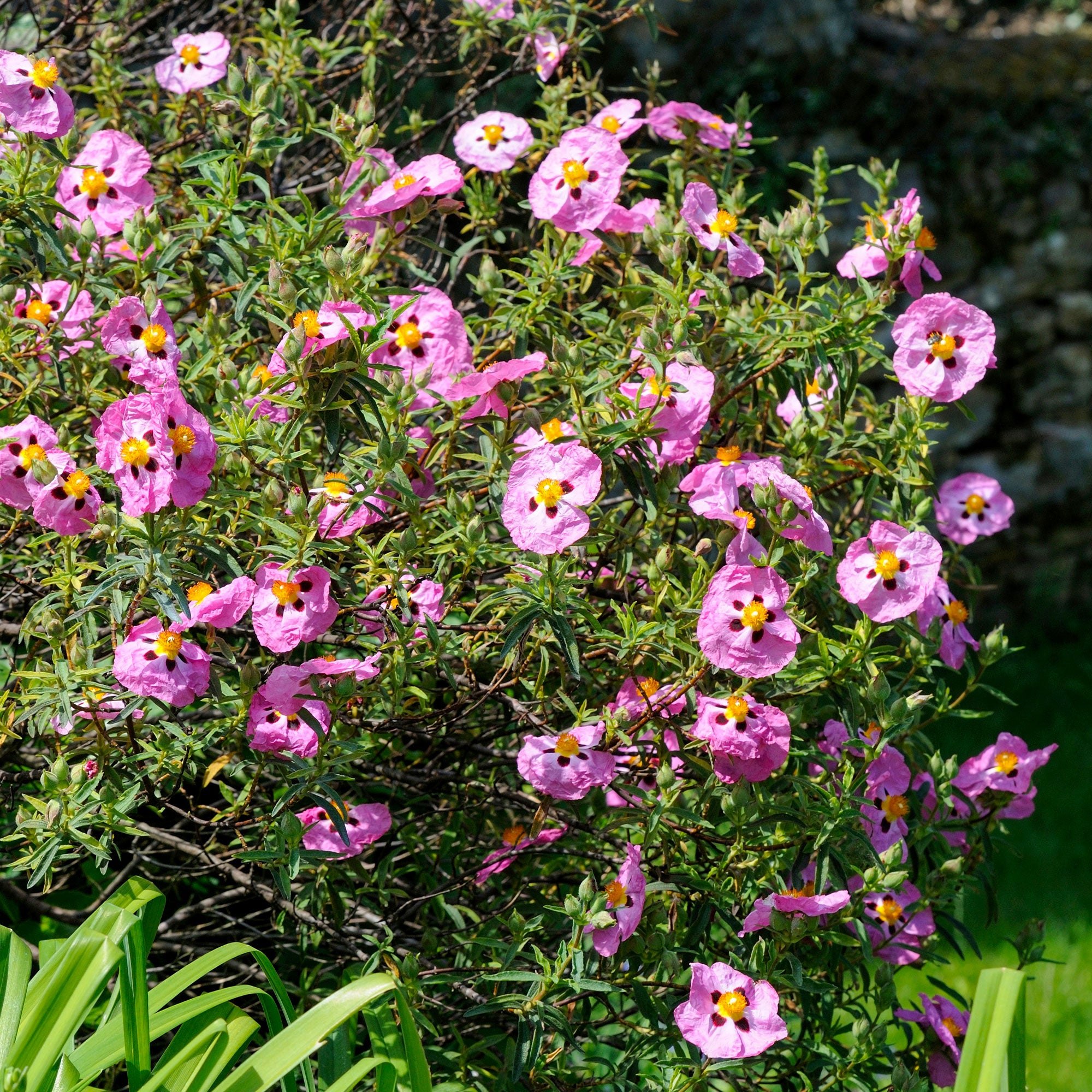 Bakker Ciste pourpre Cistus purpureus arbuste pot 8cm rose