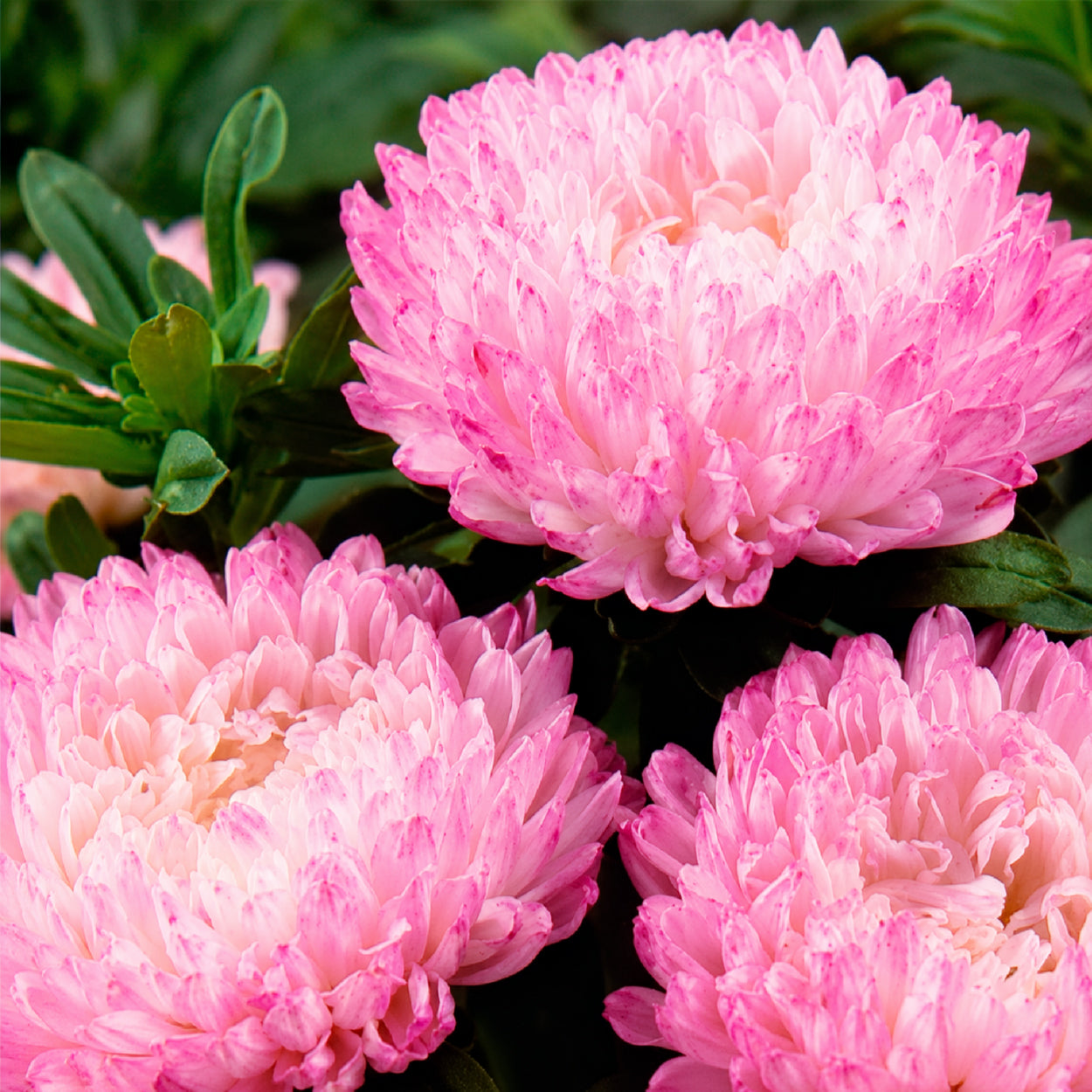 Bakker Reine Marguerite Garden Jewel Rose sachet 70 graines