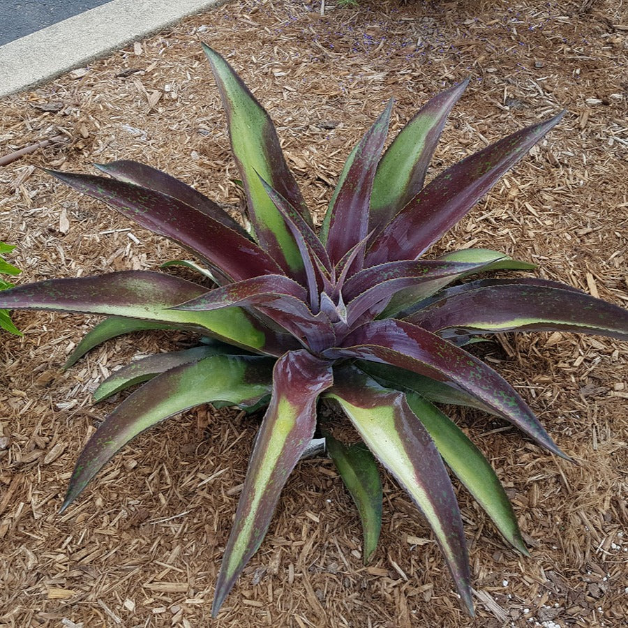 Bakker Mission to Mars mangave pot 1L rosette rouge