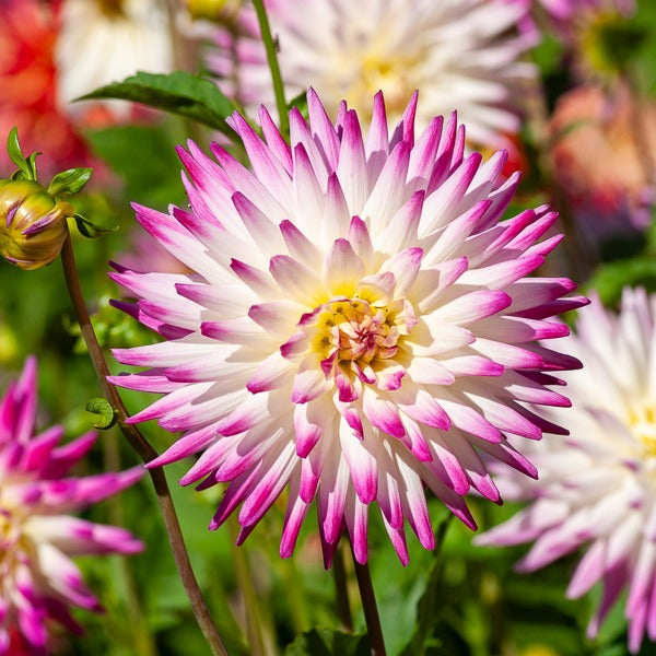 Bakker Haley Jane dahlia cactus 3 bulbes bicolore