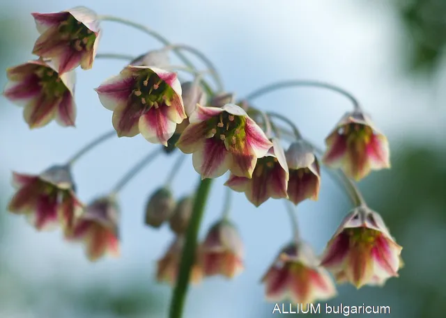 Allium Bulgaricum ail ornemental fleurs cloches blanches