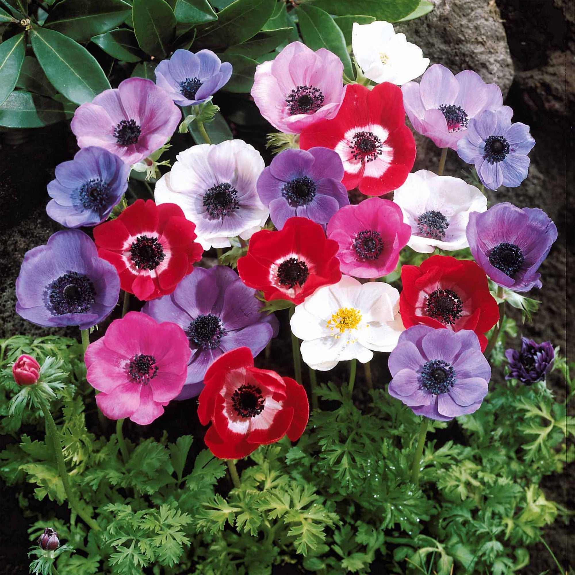 Bakker Anémone de Caen mélange sachet 75 bulbes couleurs